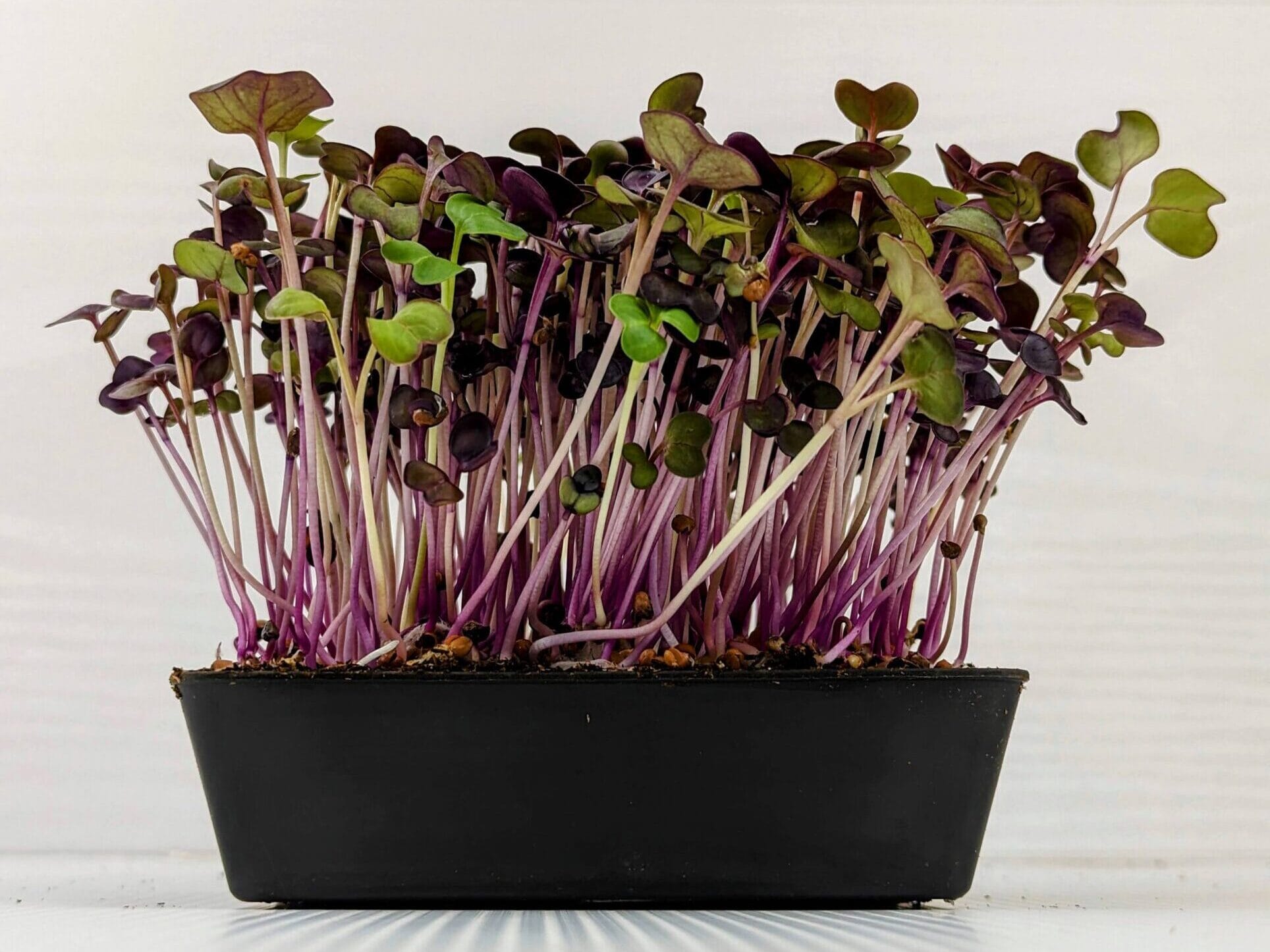 radish shoots in small trays