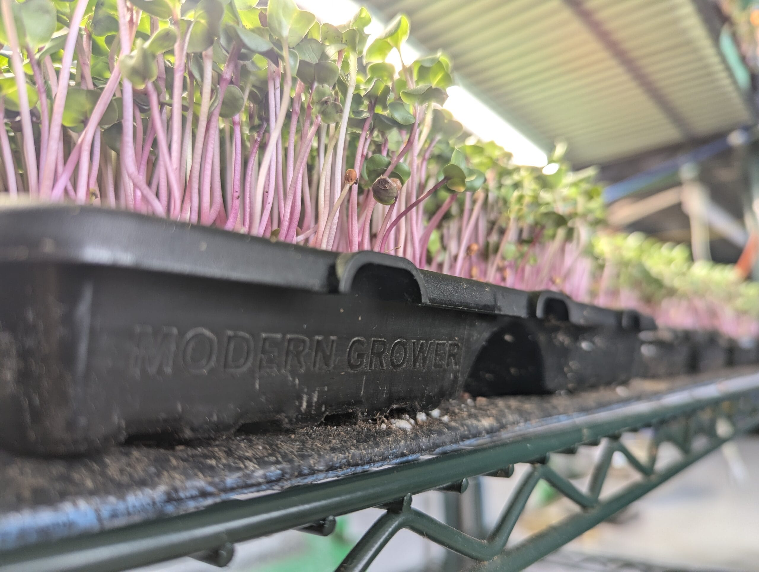 radish shoots microgreens