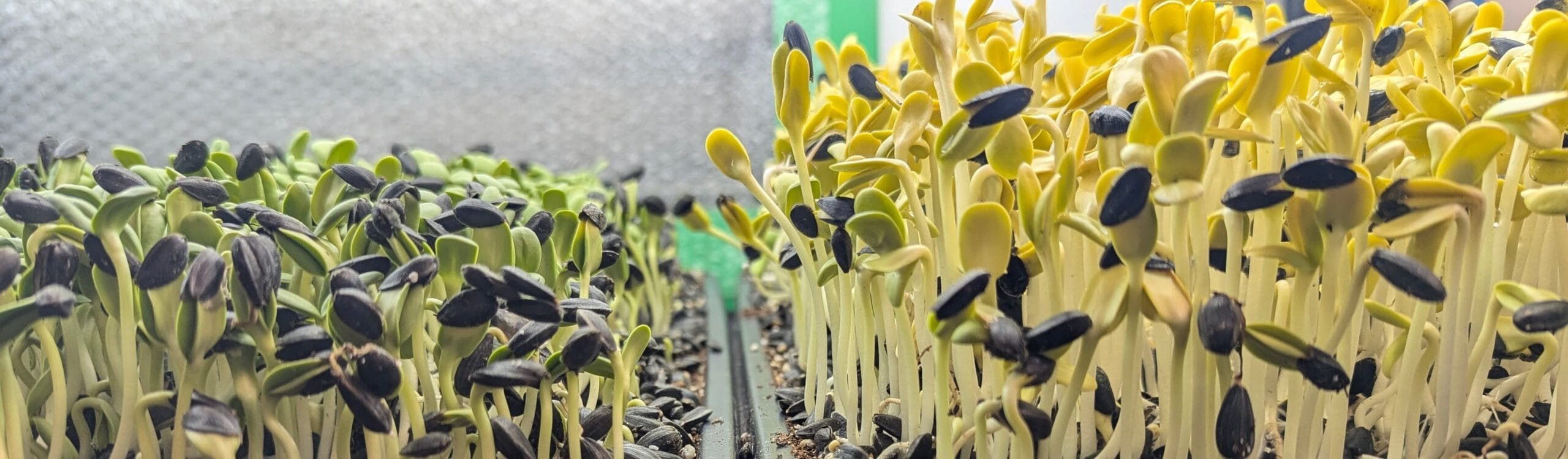 5.0 Outline: Microgreens Regulations and Guidelines