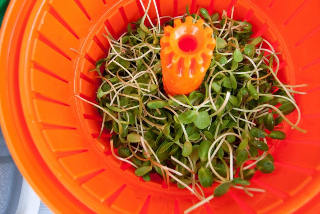sunflower shoots in spinner