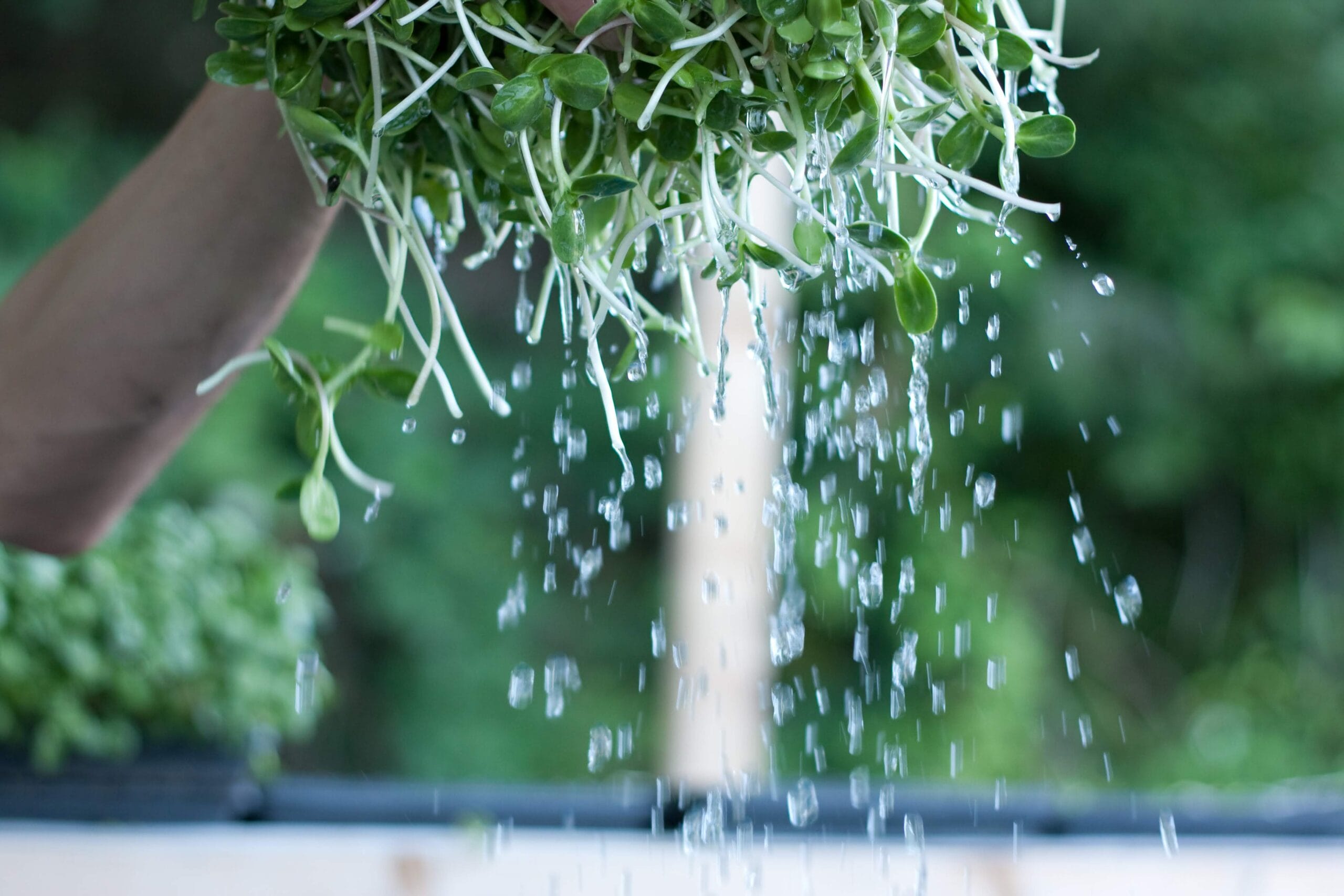 washing sunflower shoots