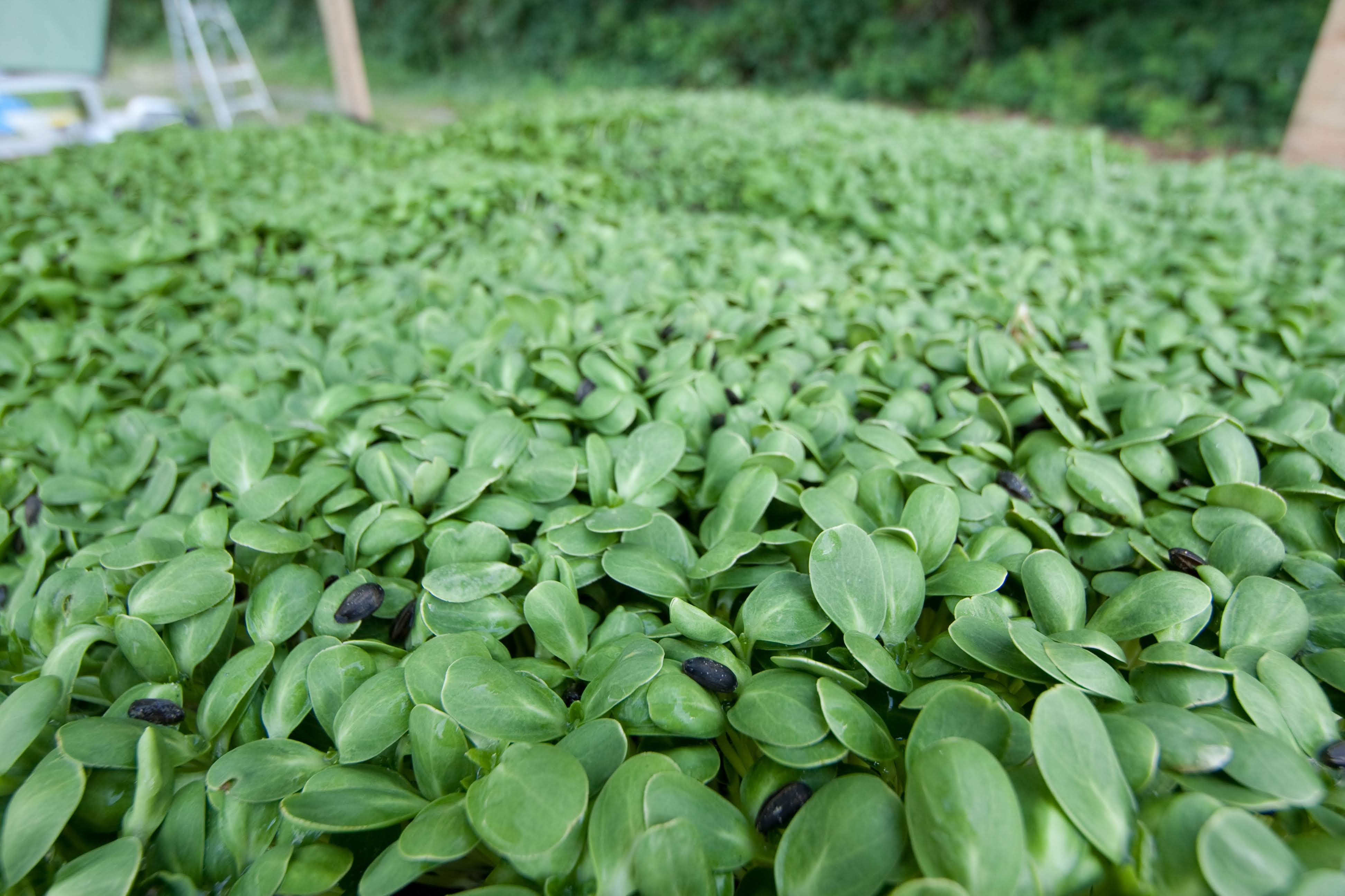 6. Just in Case – Crop Buffers