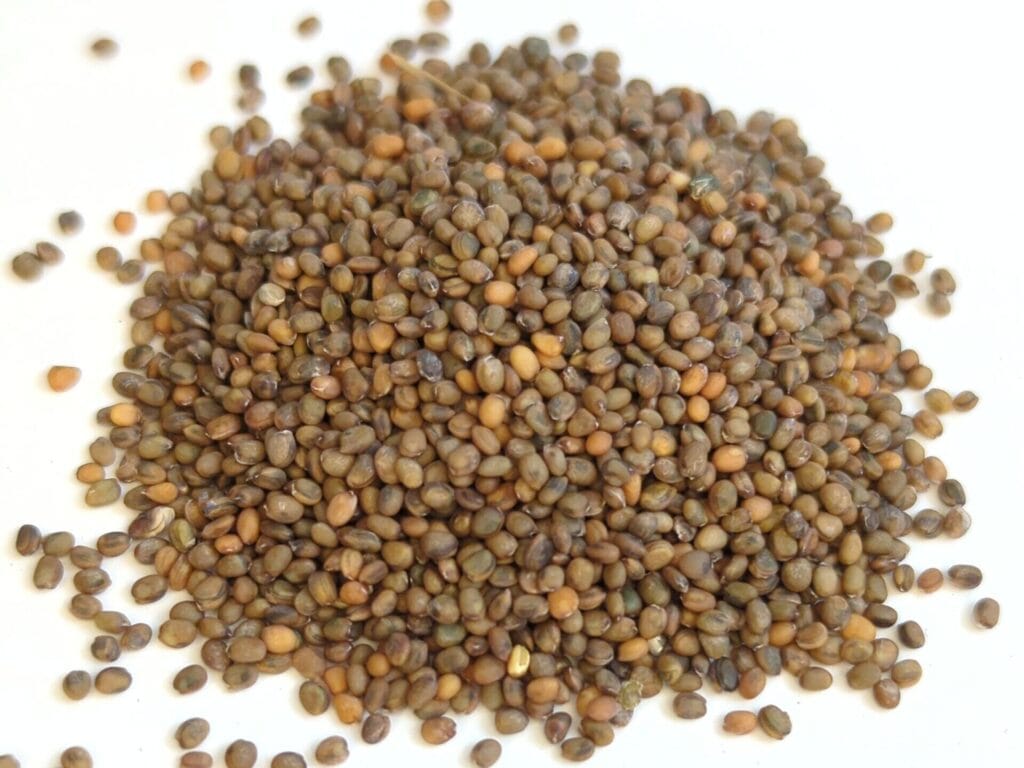 fava seeds