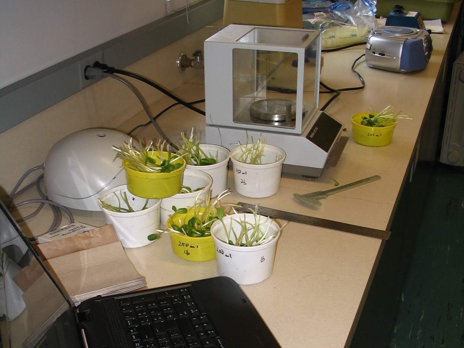microgreens research in lab