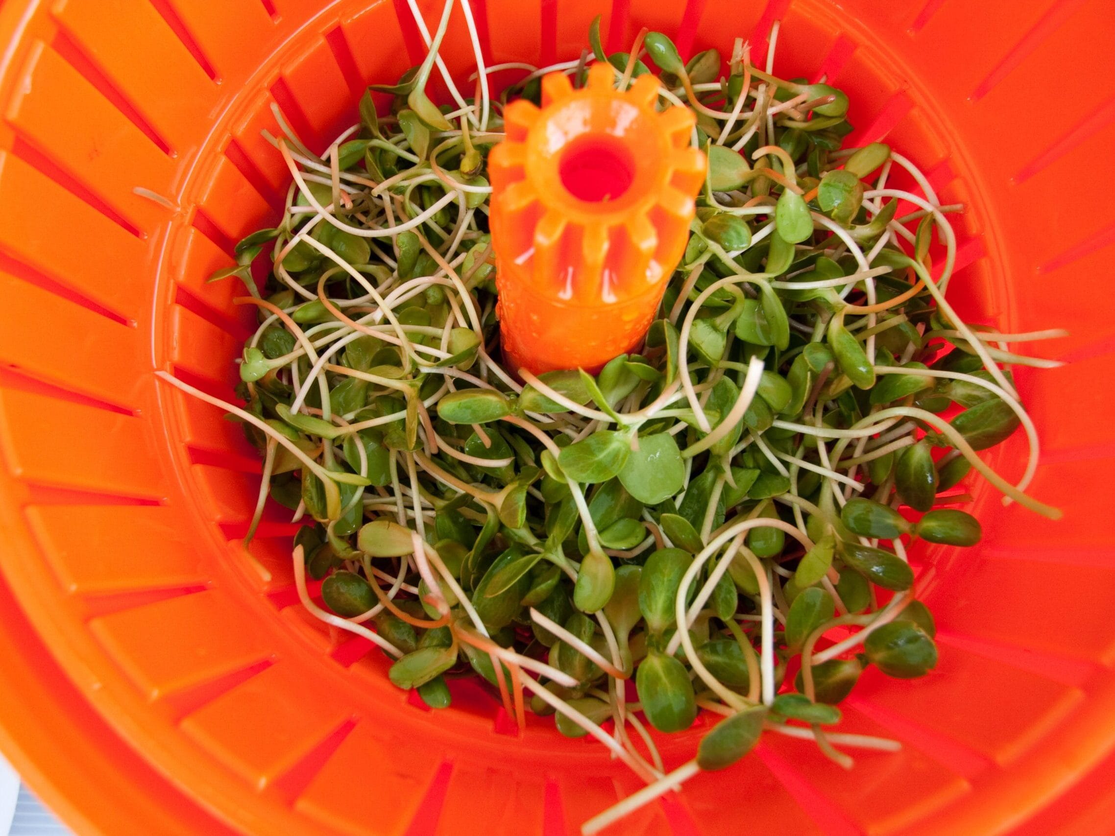 sunflower shoots in spinner