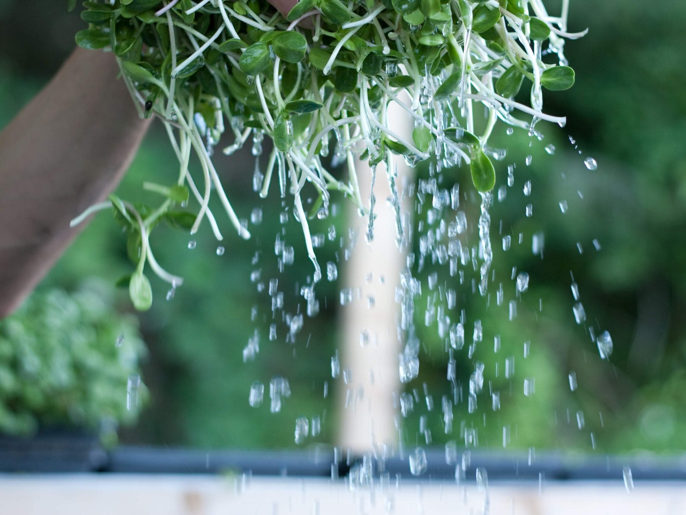 Fresh washed microgreens