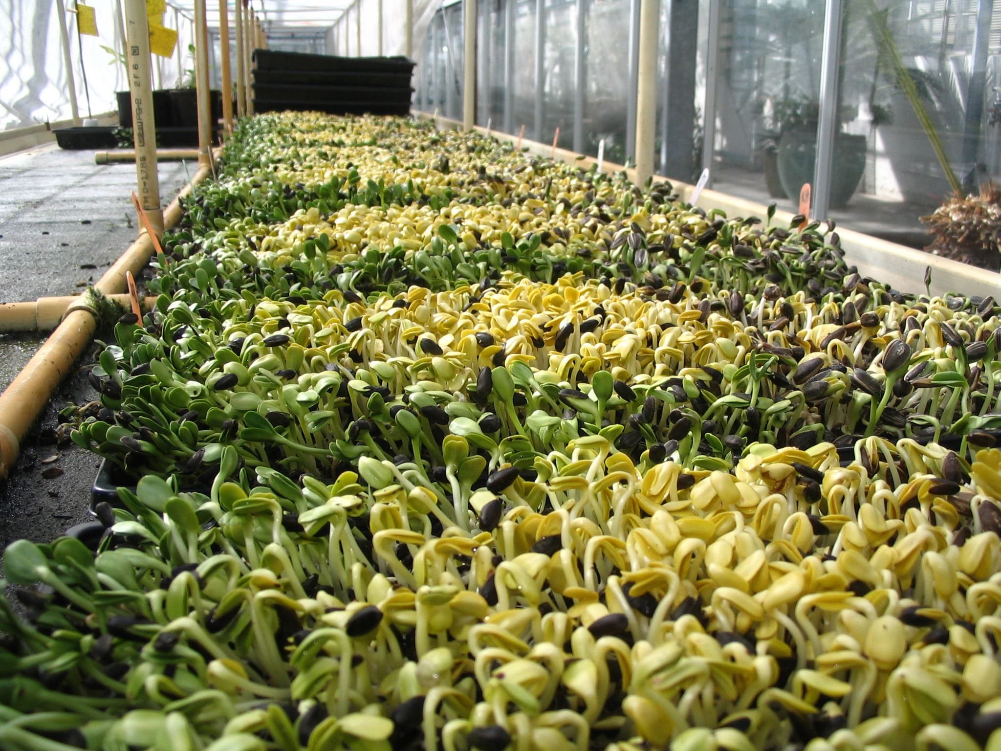 Course 5.2: Canadian Microgreens Regulations