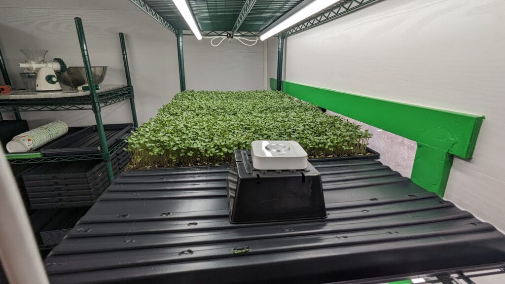 PAR meter on shelf with microgreens